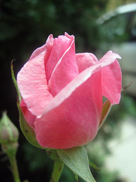 Rose Pink Flower