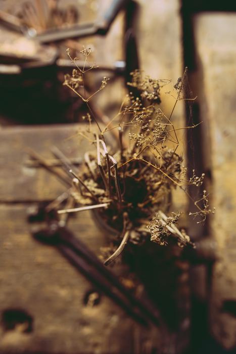 dry flowers in blurred background