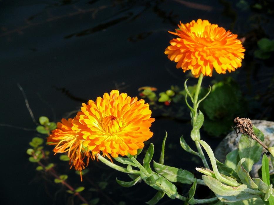 Close-up of the beautiful, orange and yellow calendula flowers with green leaves, in light