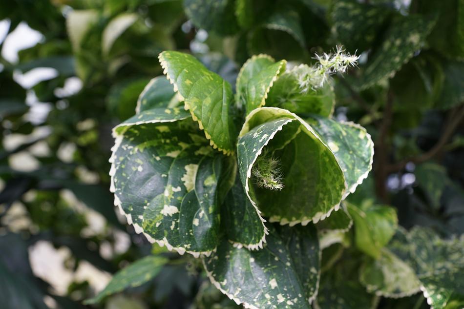 green, unusual foliage on a tree