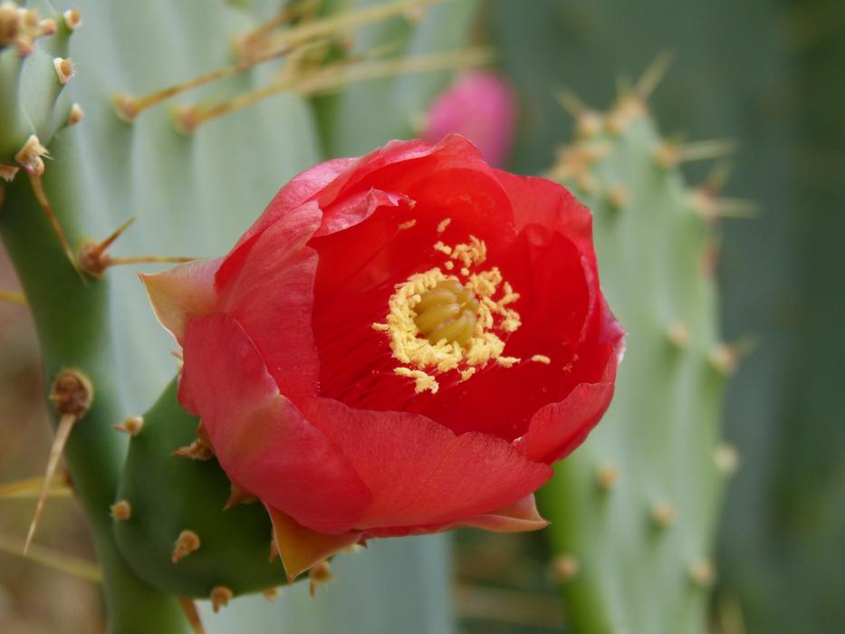Flower Cactus Beauty