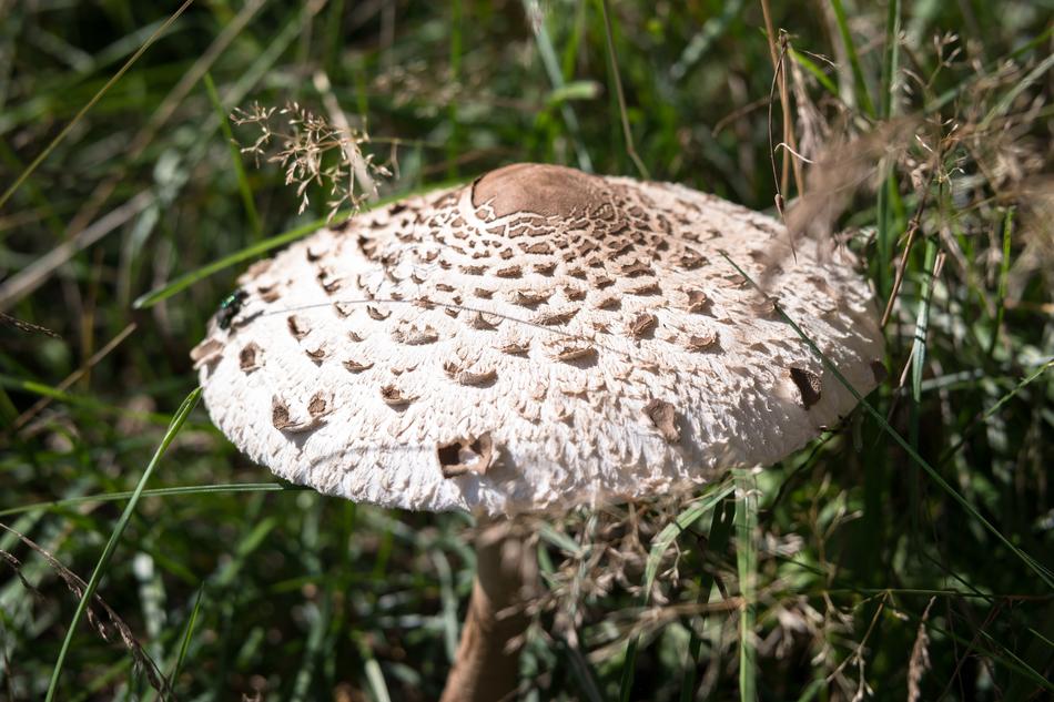Mushroom Autumn Parasol