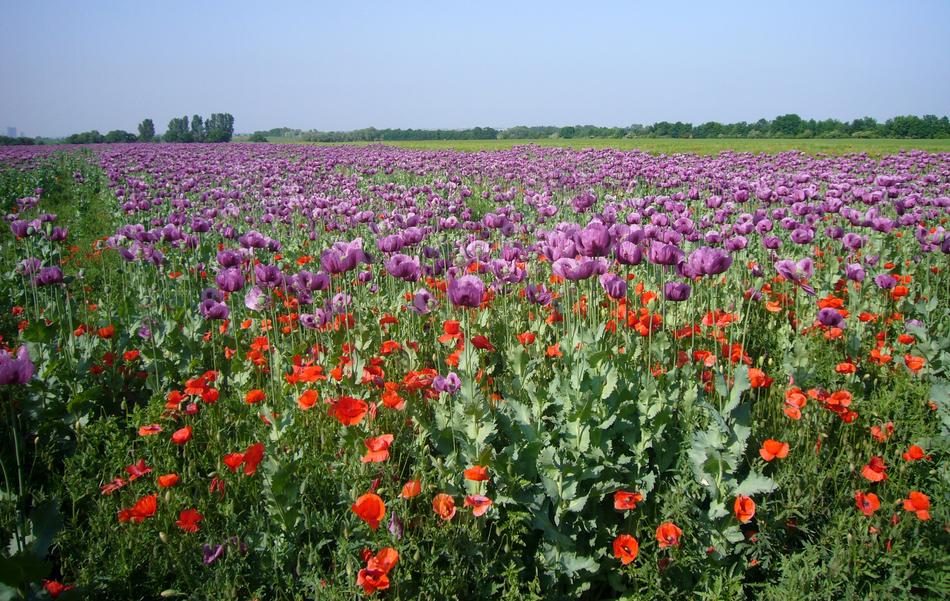 Close-up of the beautiful and colorful field of poppies on the landscape