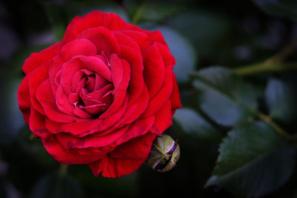 red rose bud on dark background