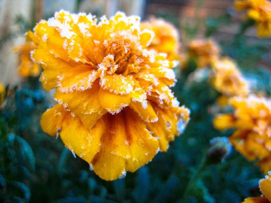 Yellow Flower Frosting