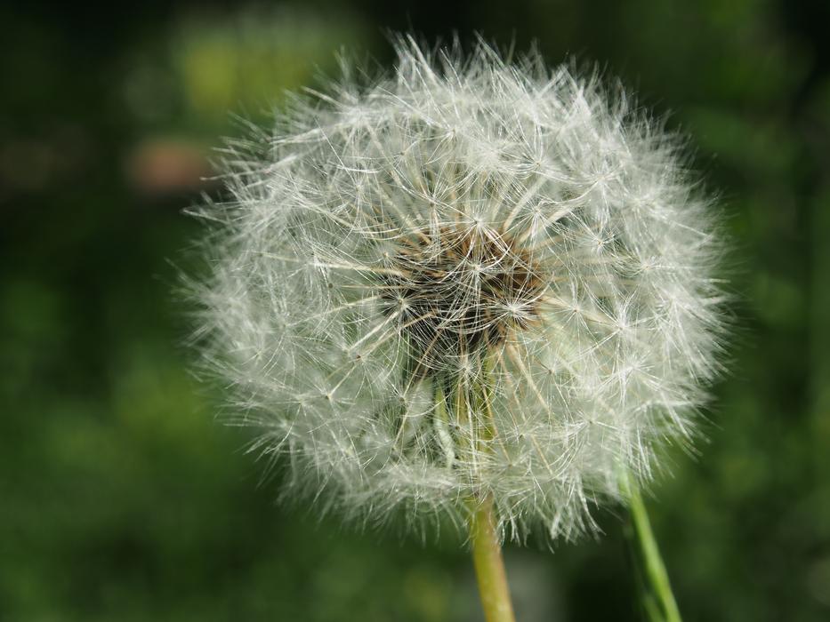 Close-up of the beautiful, white dandelion flower, at blurred background with plants