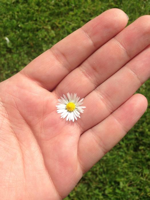 Meadow Daisy on Hand