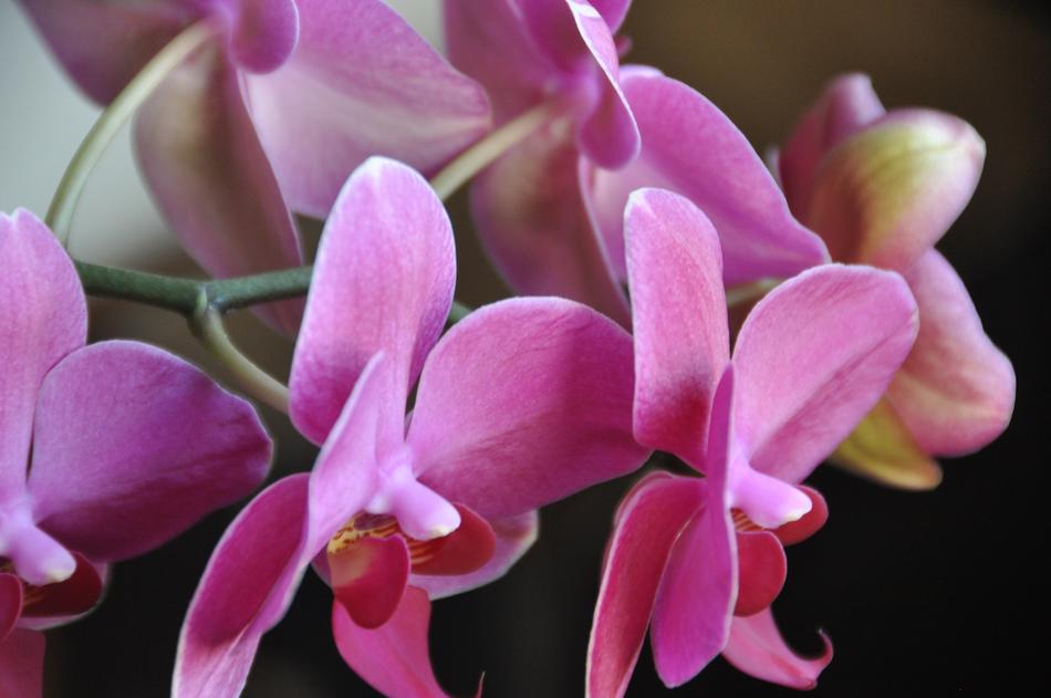 Orchids Flower Pink free image download