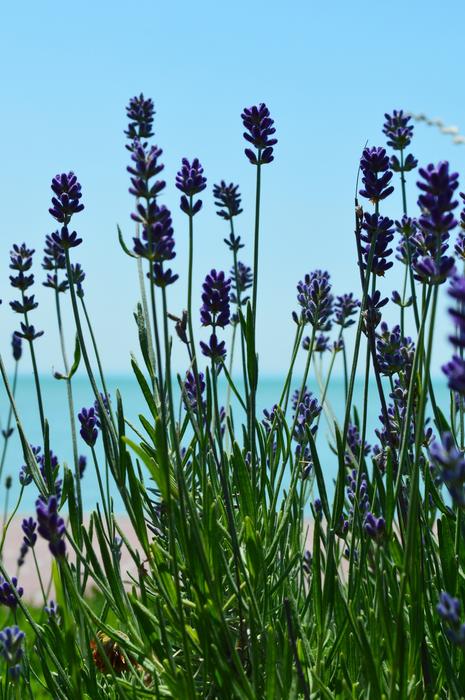 Blue flowers on Lake Balaton coast