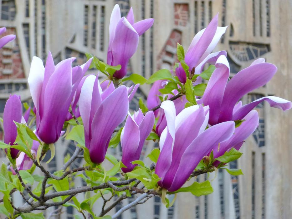 Hungary Promo flowers in Spring