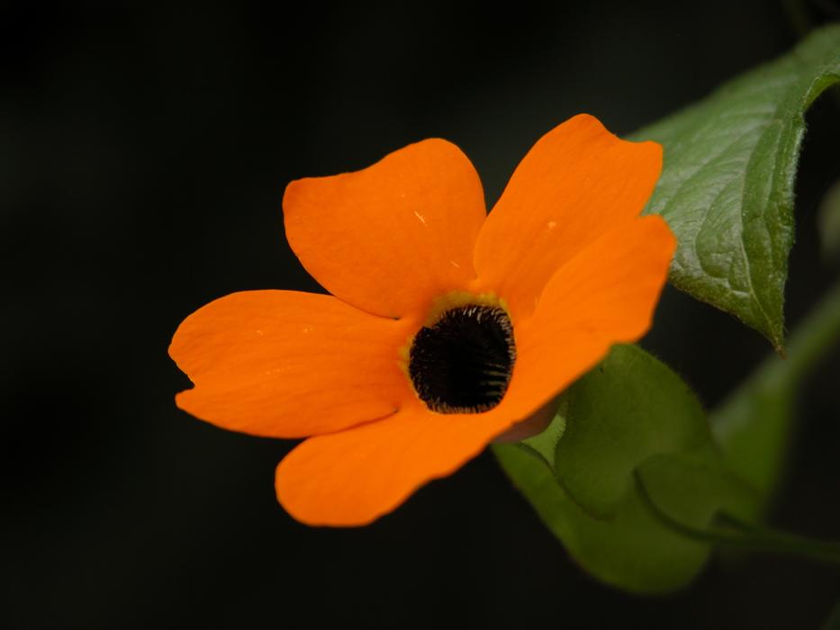 Flower Mantle on black background