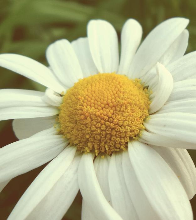 Flower Magarite Daisy