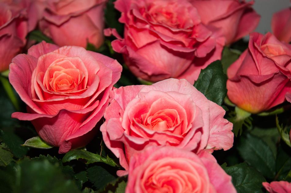 Roses Flowers Red