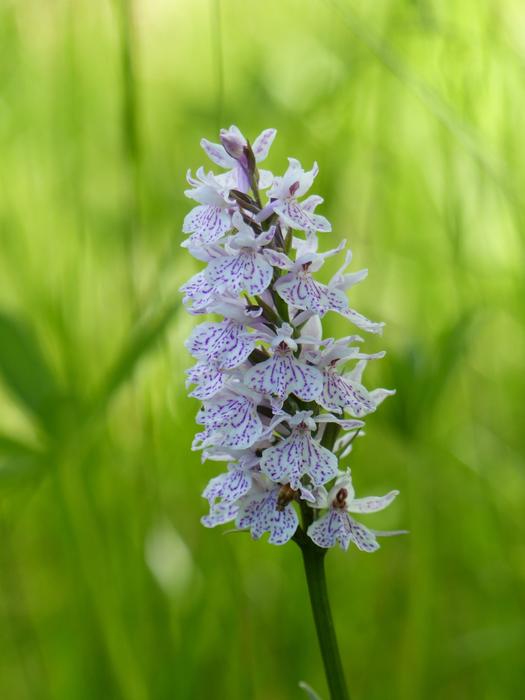 Orkide Wild Flower