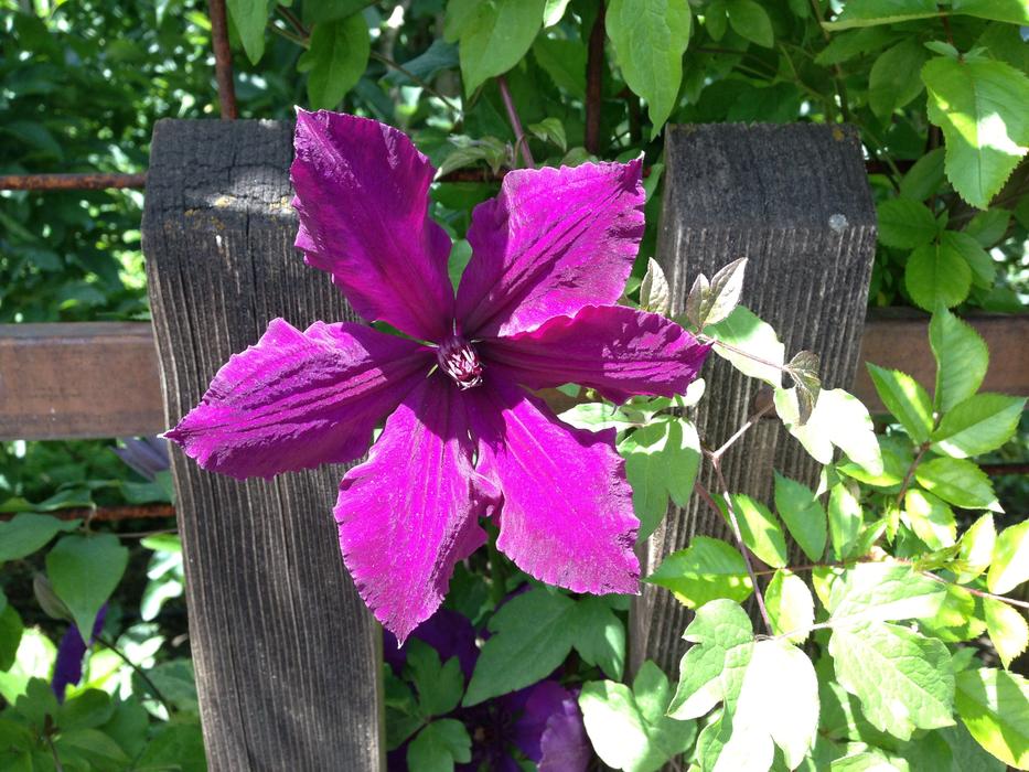Clematis Blossom on Fence