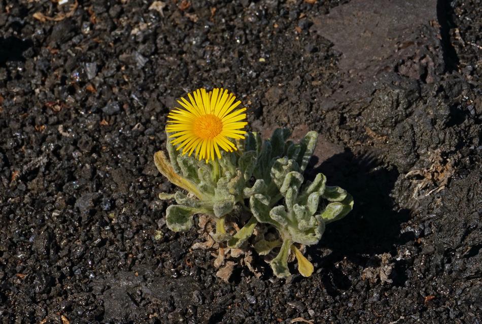 yellow Nauplius Intermedius Flower