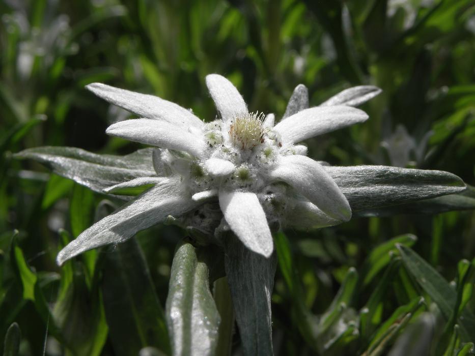 Edelweiss Flower on a blurred background