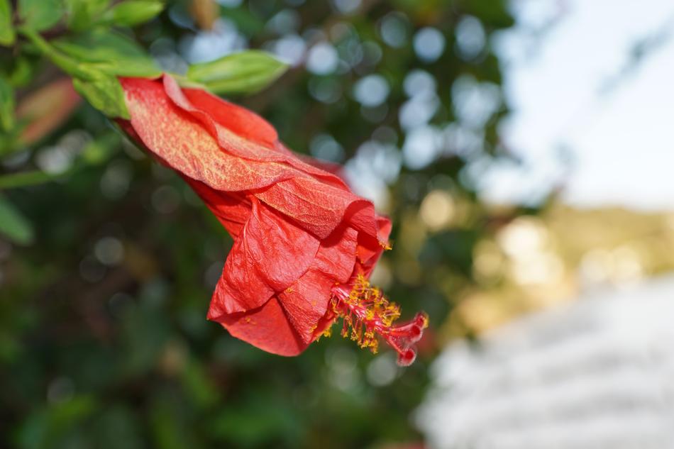 red hibiscus bud on blurred background