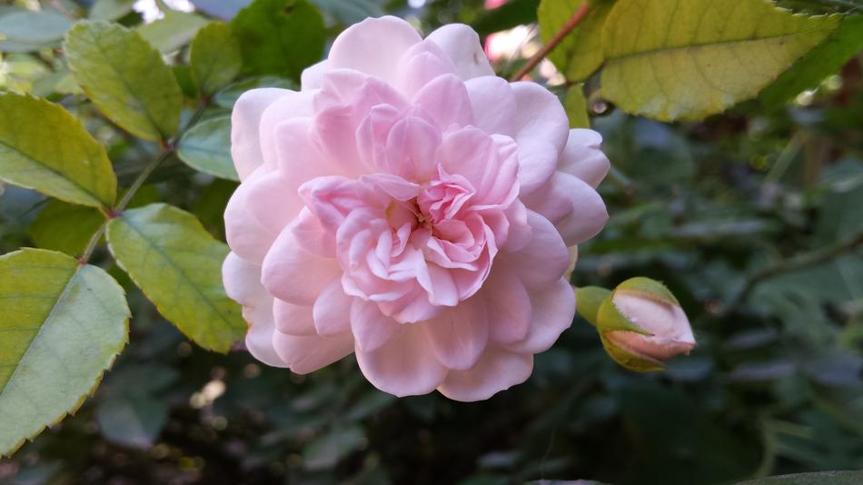 Flowers Rose Queen Of