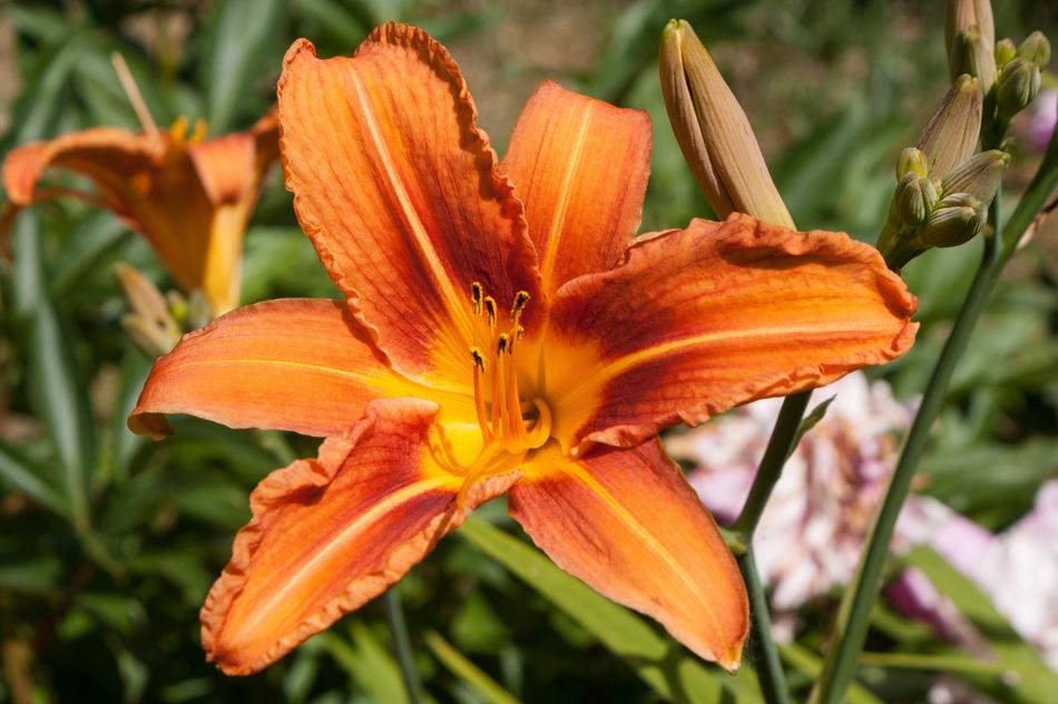 Lily Flower Orange free image download