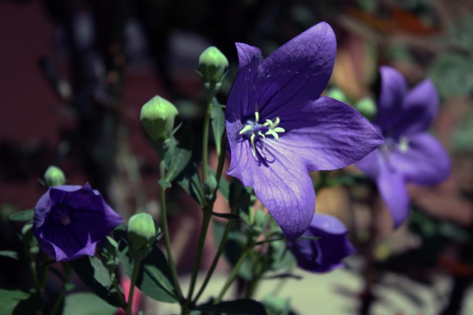 Flower Balloon Blossom