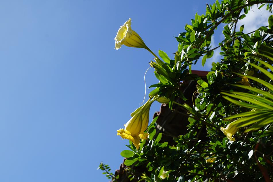 Exotic Durman Flowers