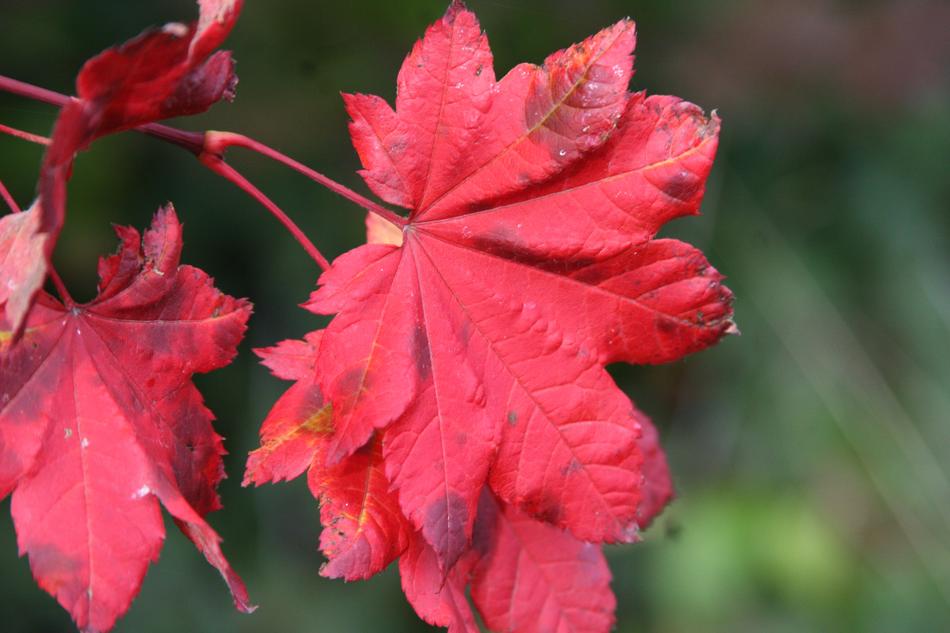 Fall Colors Maple Leaf