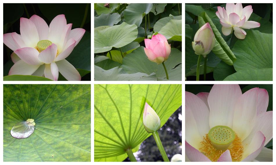 Palmengarten Frankfurt Lotus