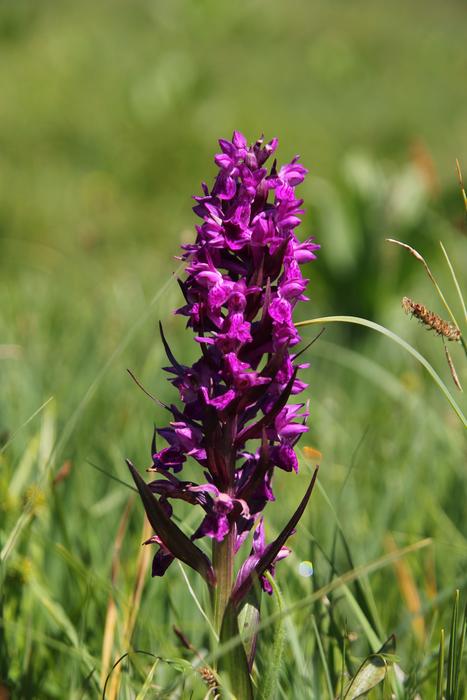 Flower Orchis Knabenkraut in the grass on a blurred background