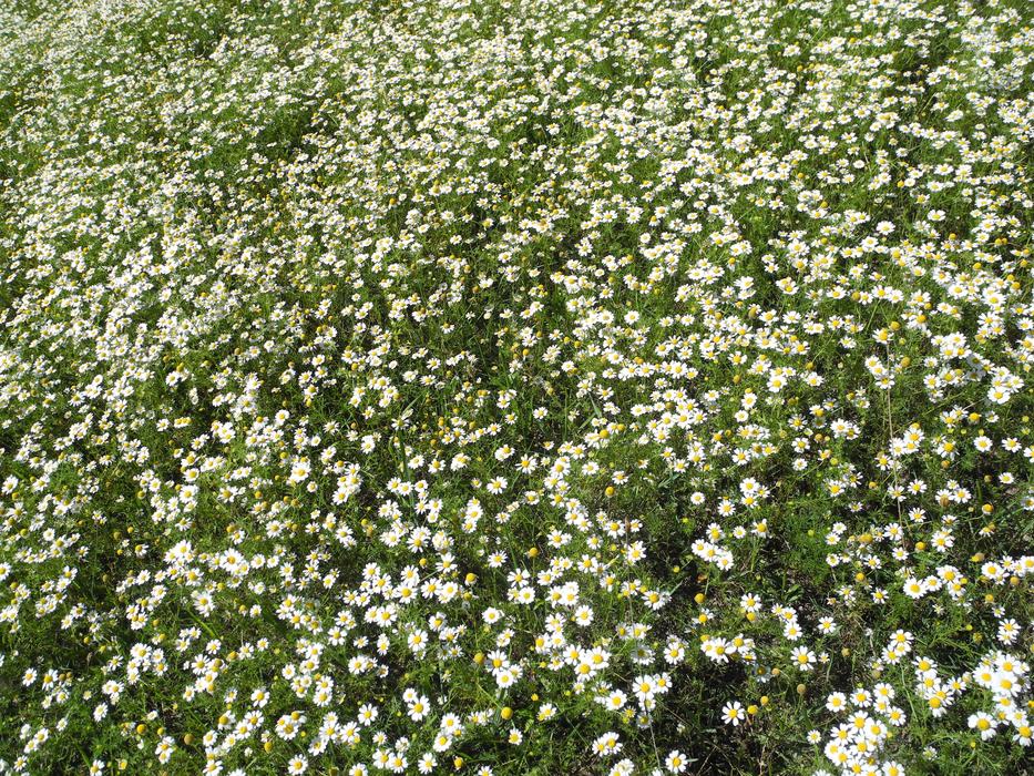 beautiful field of chamomile