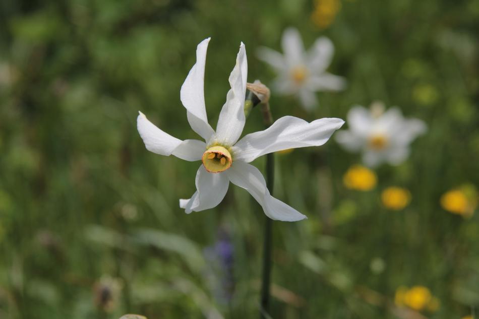 Weiss Flower at garden