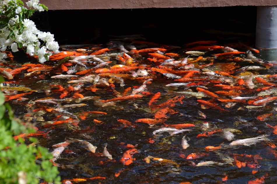 Beautiful koi fish in the park pond
