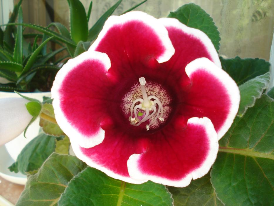 Gloxinia Red Flower in garden
