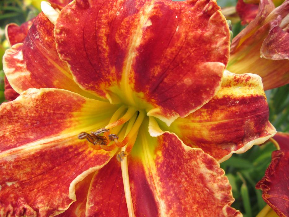 Day Lilies Garden