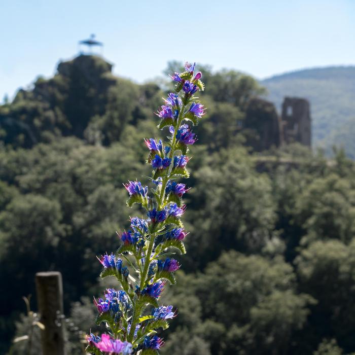 Natter Head as a Pointed Flower