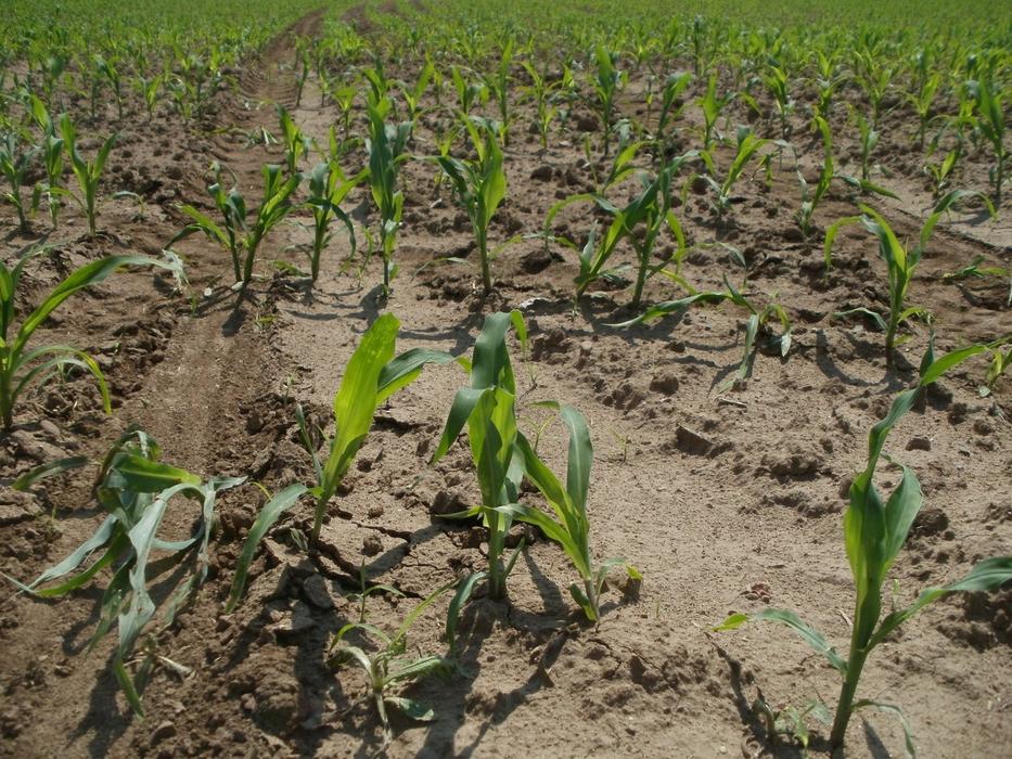 farm corn field
