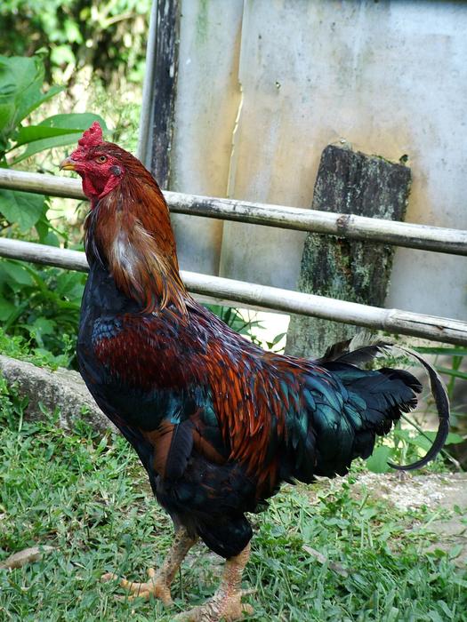 Cock Farm Rural