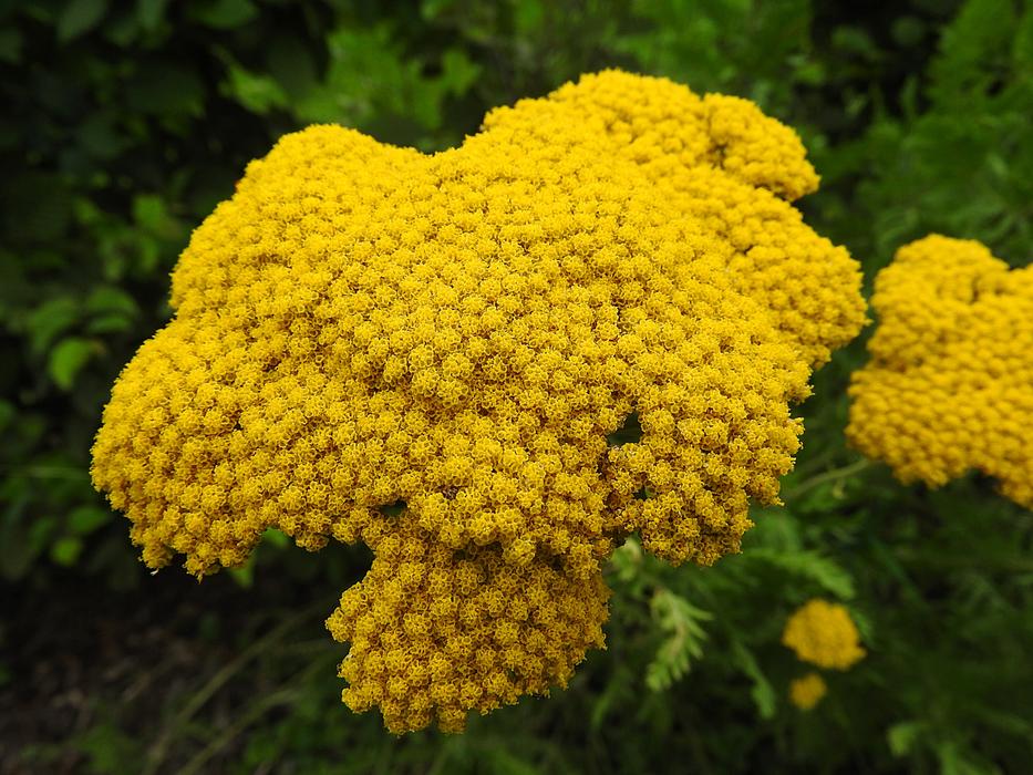 Achilleafilipendulina yellow Flowers