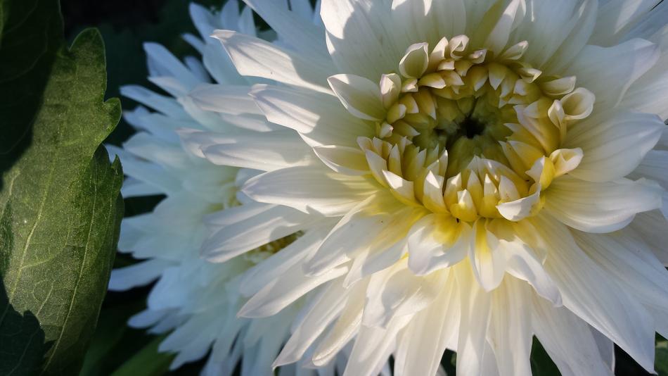 White Bouquet Flowers