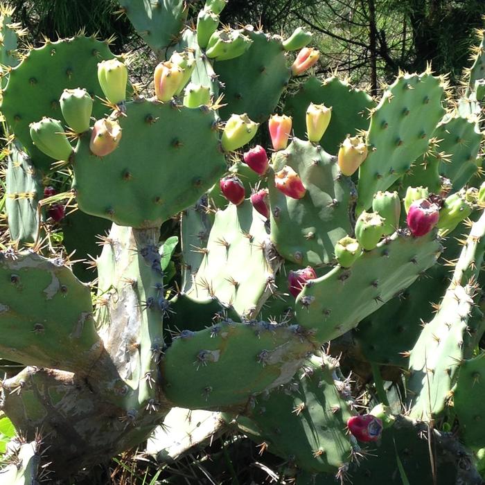 Mandacaru Flower Northeast