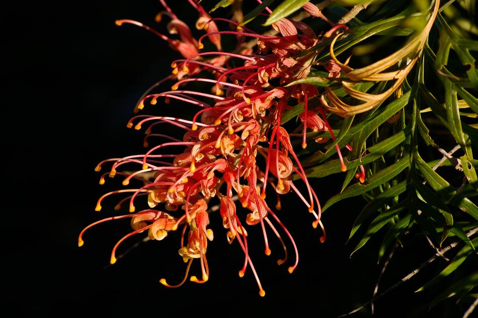 orange blooming grevillea in the dark