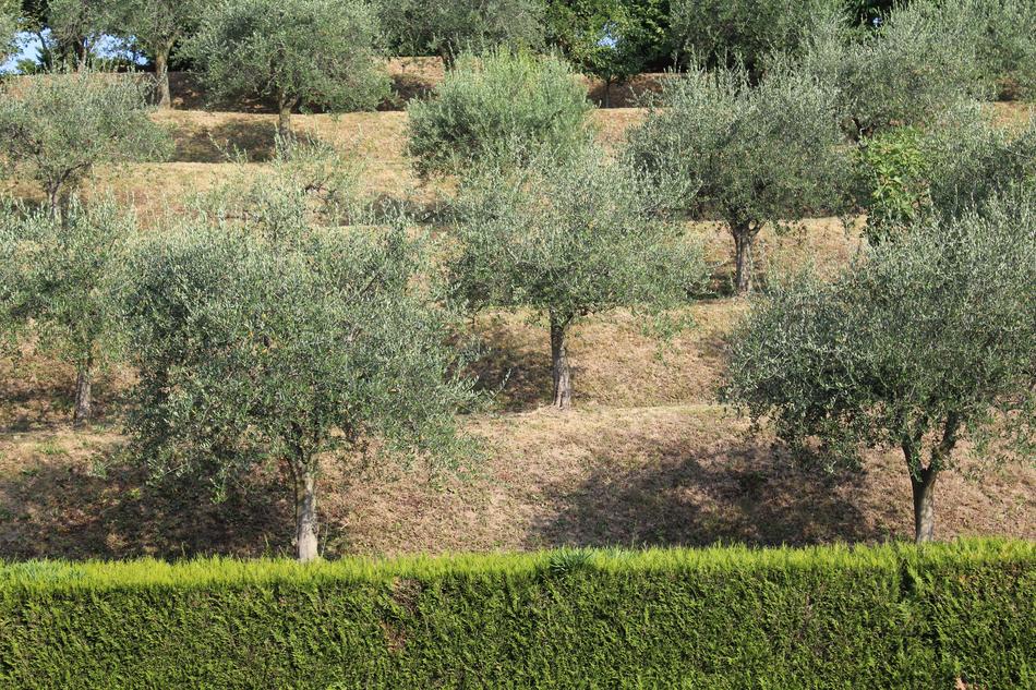 Olive trees on Hills Hedge free image download