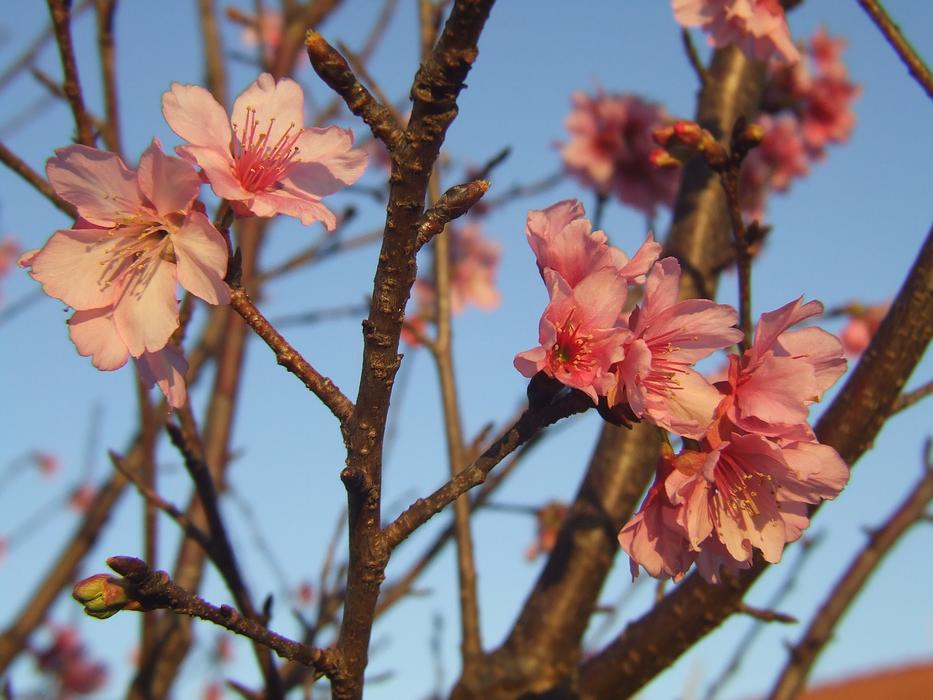 Close-up of the beautiful, blossoming sakura tree with flowers, under the blue sky