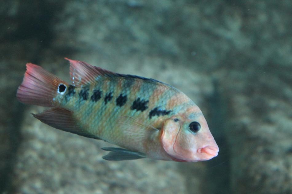Fish Tropical Underwater