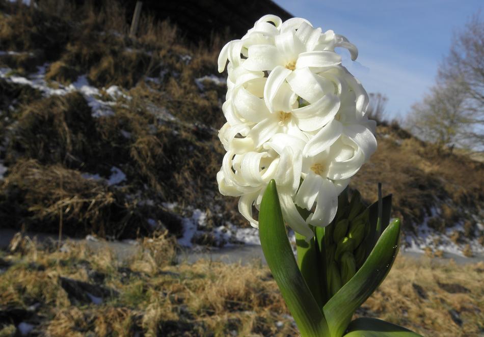 white blooming hyocinth in the mountains