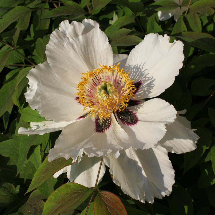 Rock Peony Flower Blooms close-up