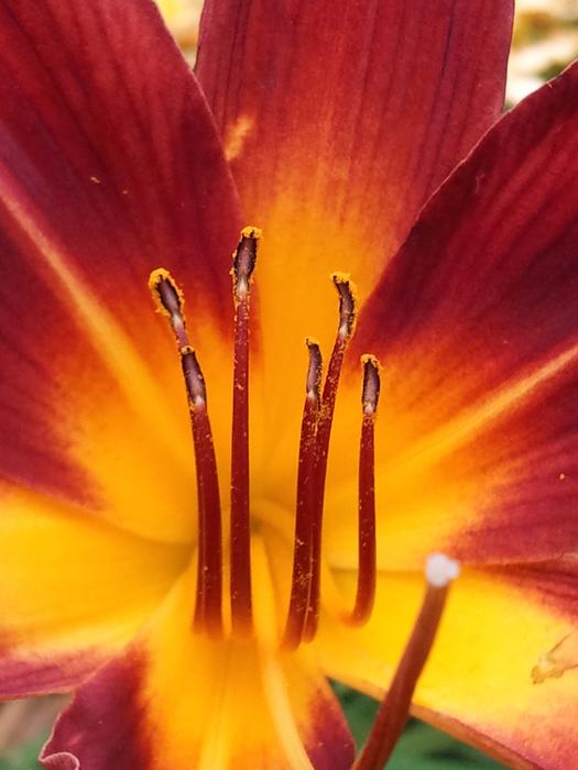 Macro Flower L
