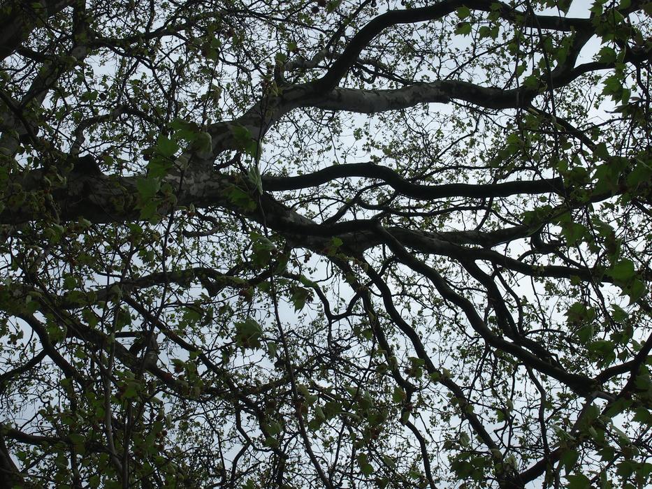 spring green tree against the sky