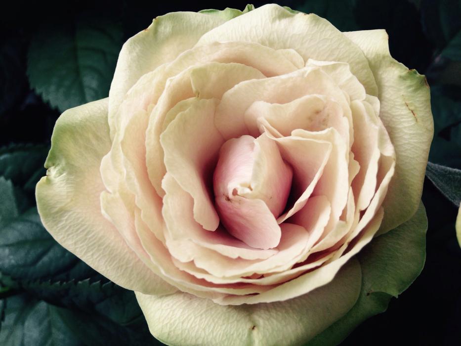 Rose Flower Bloom