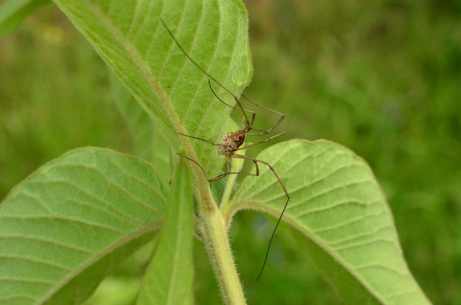 Spider Long Legs Summer